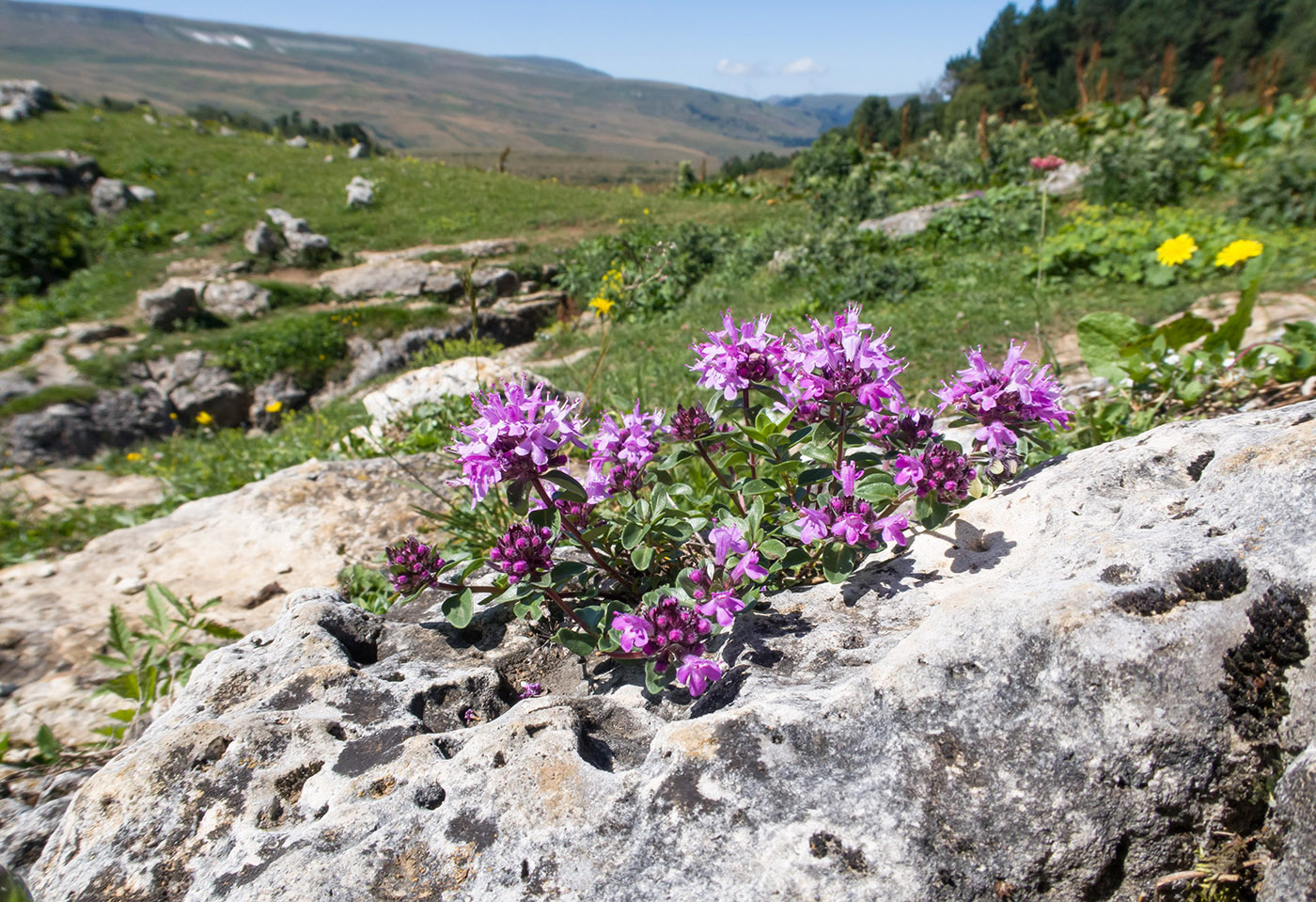 Изображение особи Thymus nummularius.