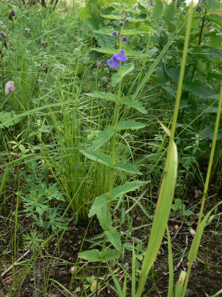 Изображение особи Scutellaria galericulata.