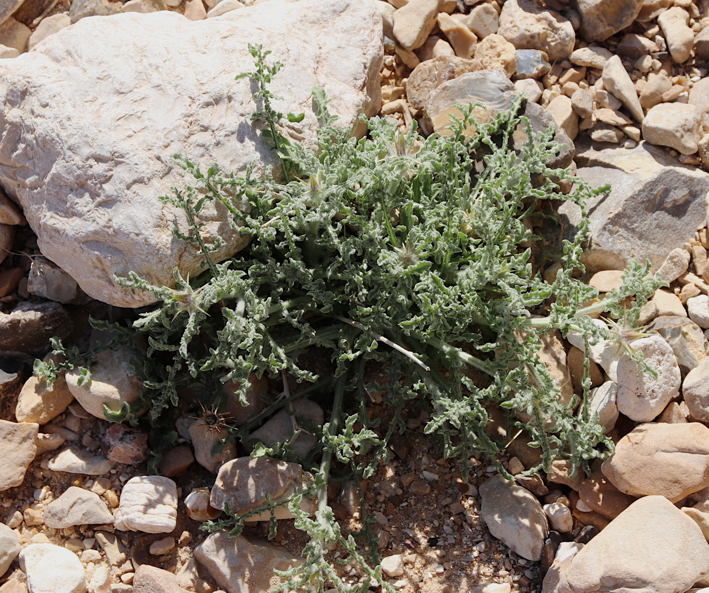 Image of Centaurea aegyptiaca specimen.