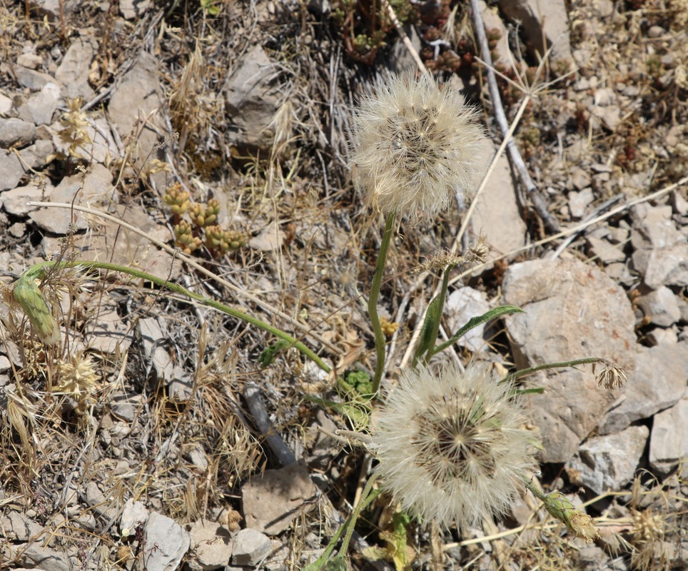 Image of genus Scorzonera specimen.