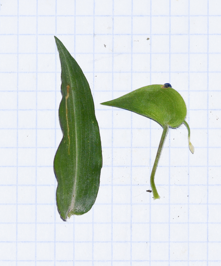 Image of Commelina tuberosa specimen.