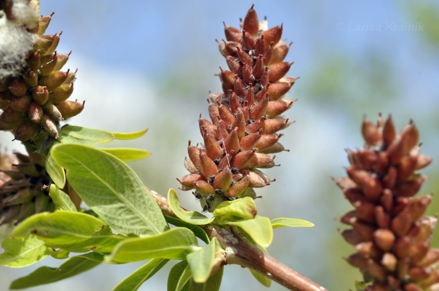 Image of Salix integra specimen.