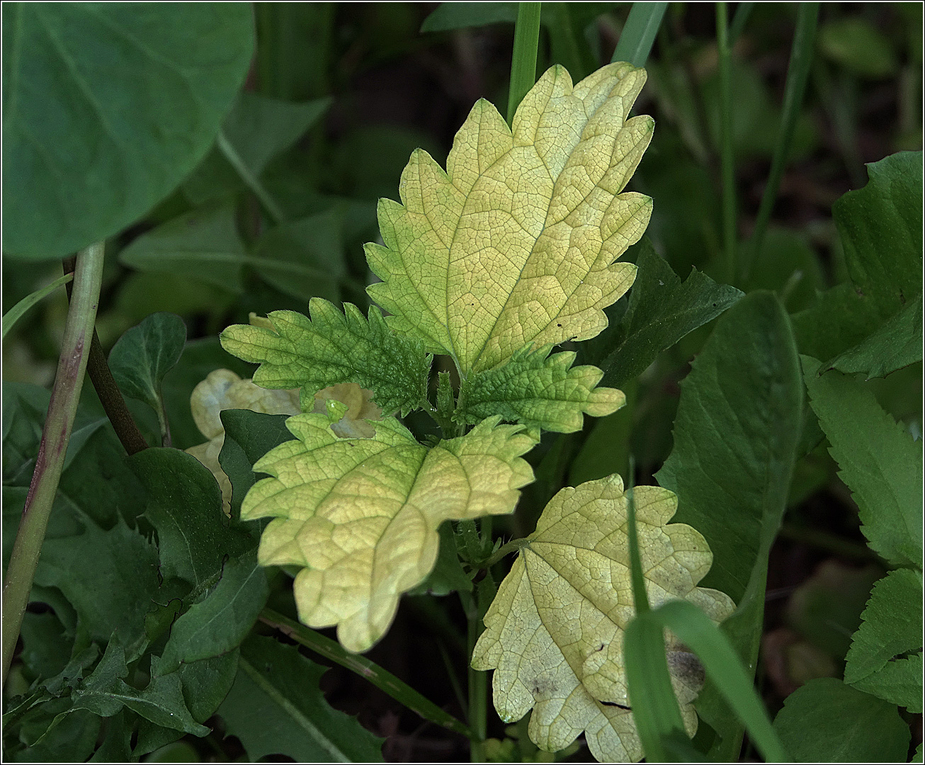 Изображение особи Urtica dioica.