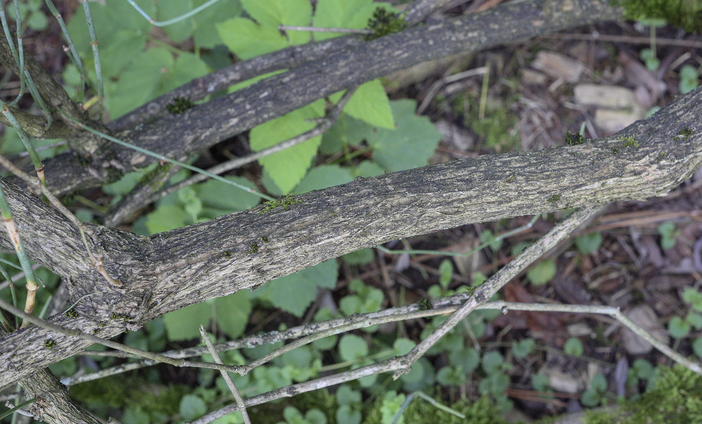 Image of Ephedra equisetina specimen.