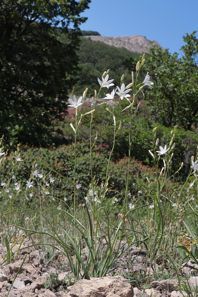 Image of Anthericum liliago specimen.