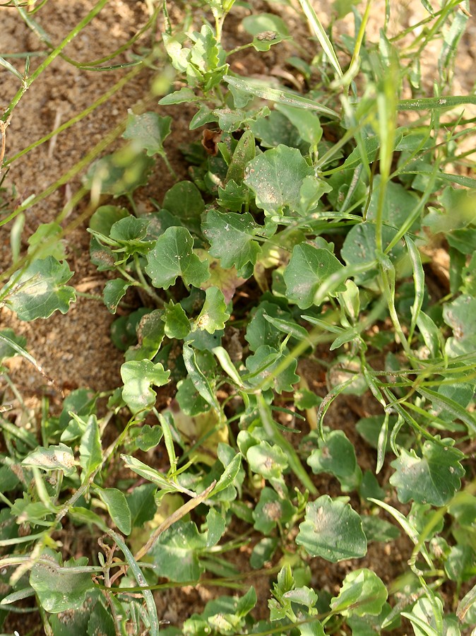 Image of Campanula rotundifolia specimen.