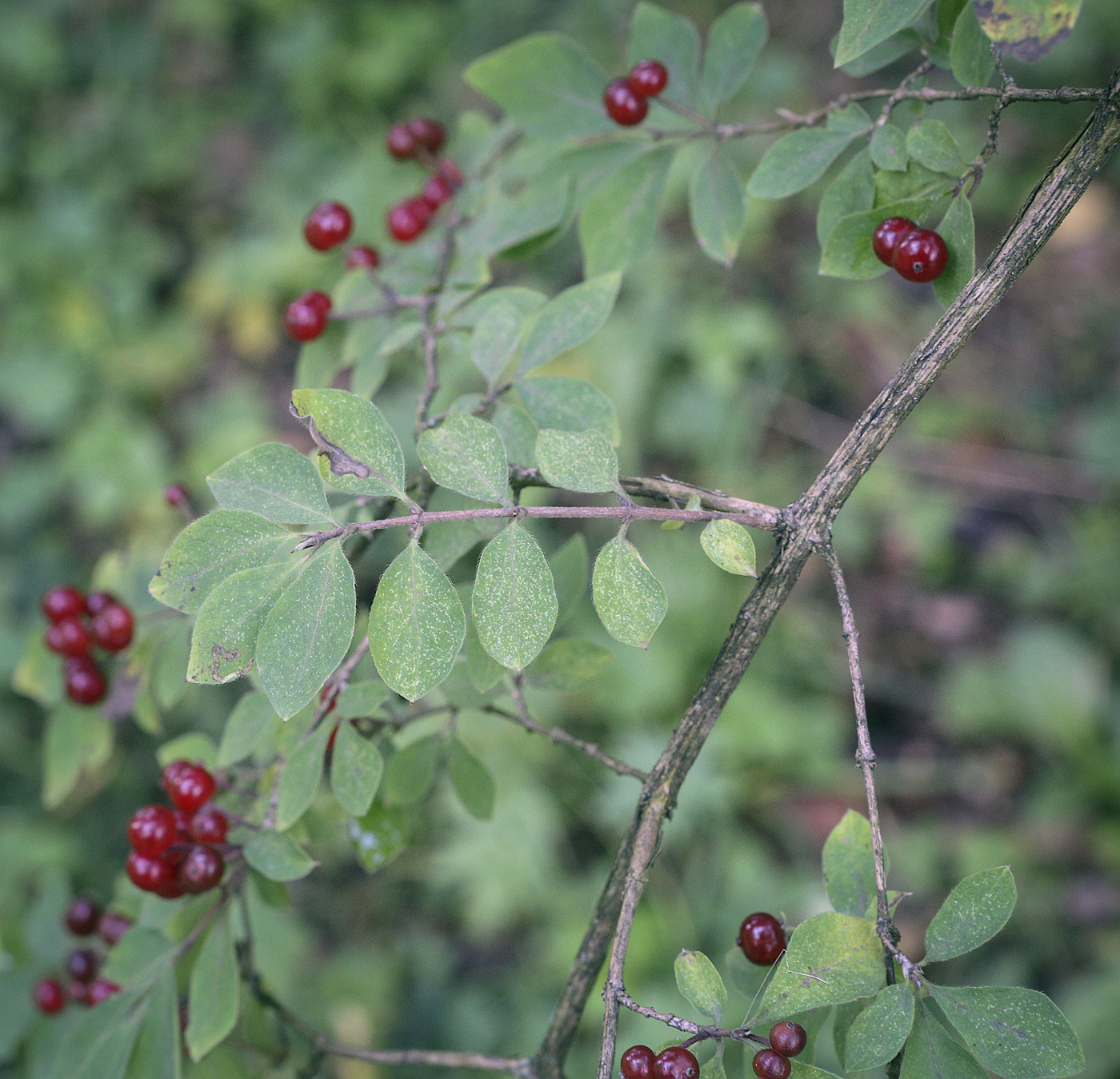 Изображение особи Lonicera demissa.