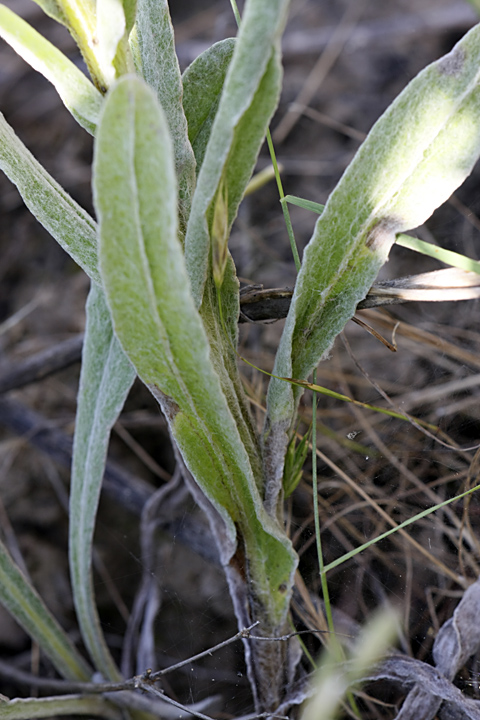 Image of Helichrysum maracandicum specimen.