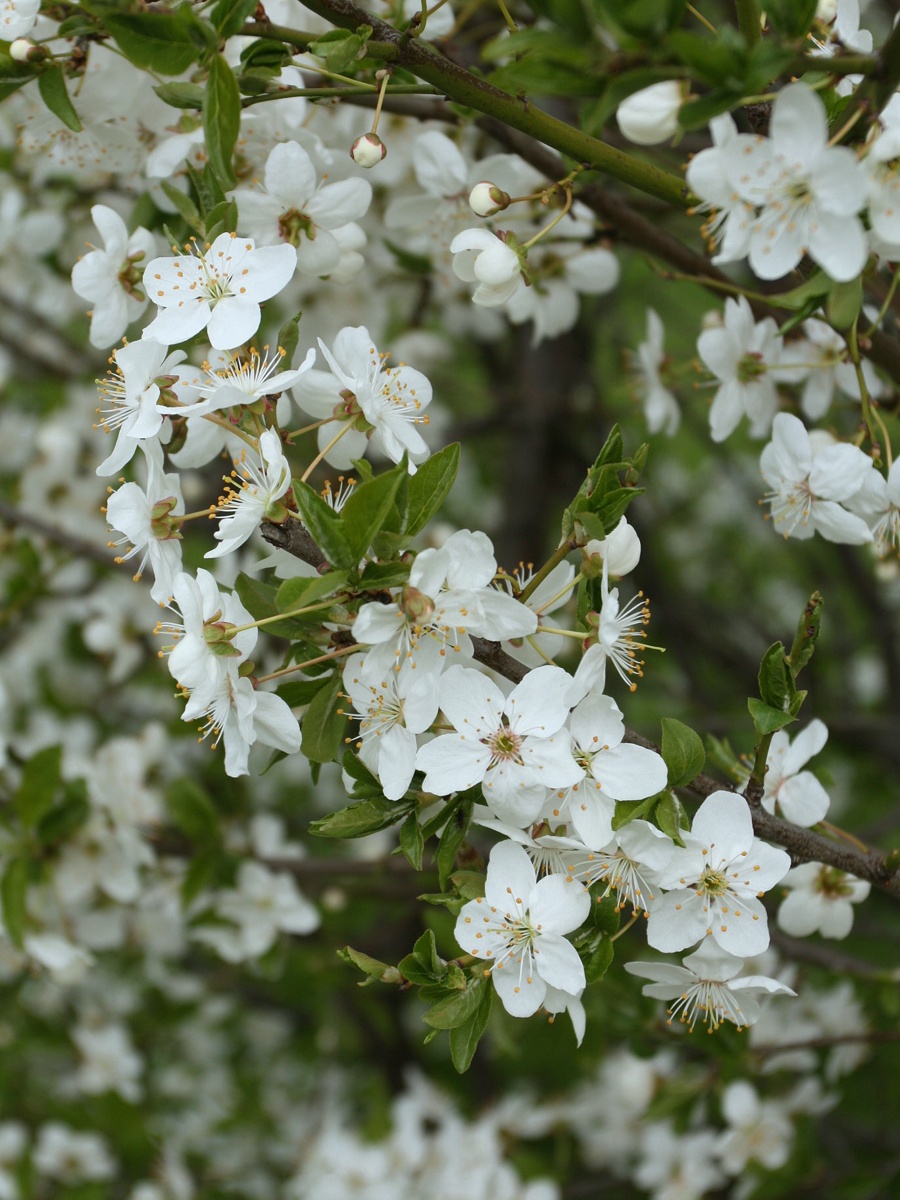 Image of genus Prunus specimen.