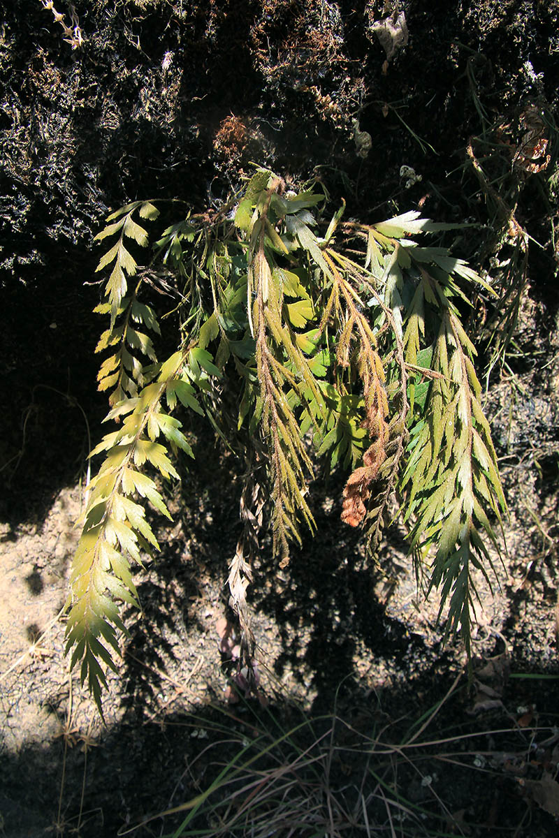 Image of class Polypodiopsida specimen.