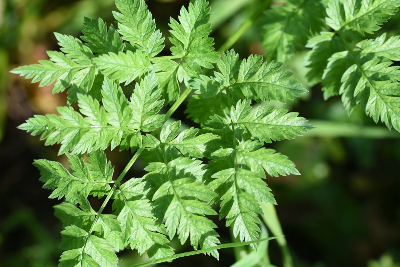 Image of familia Apiaceae specimen.