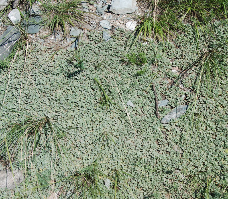 Image of Potentilla acaulis specimen.