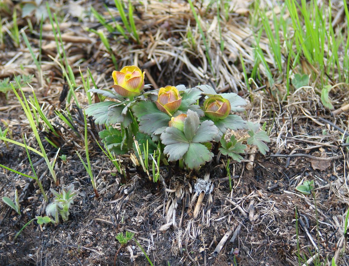 Image of genus Trollius specimen.