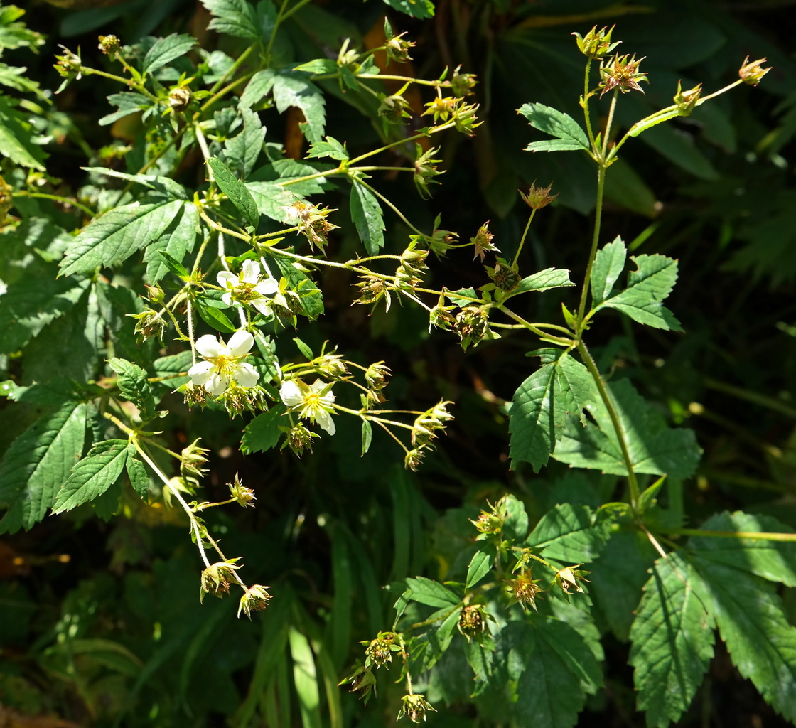 Изображение особи Potentilla elatior.