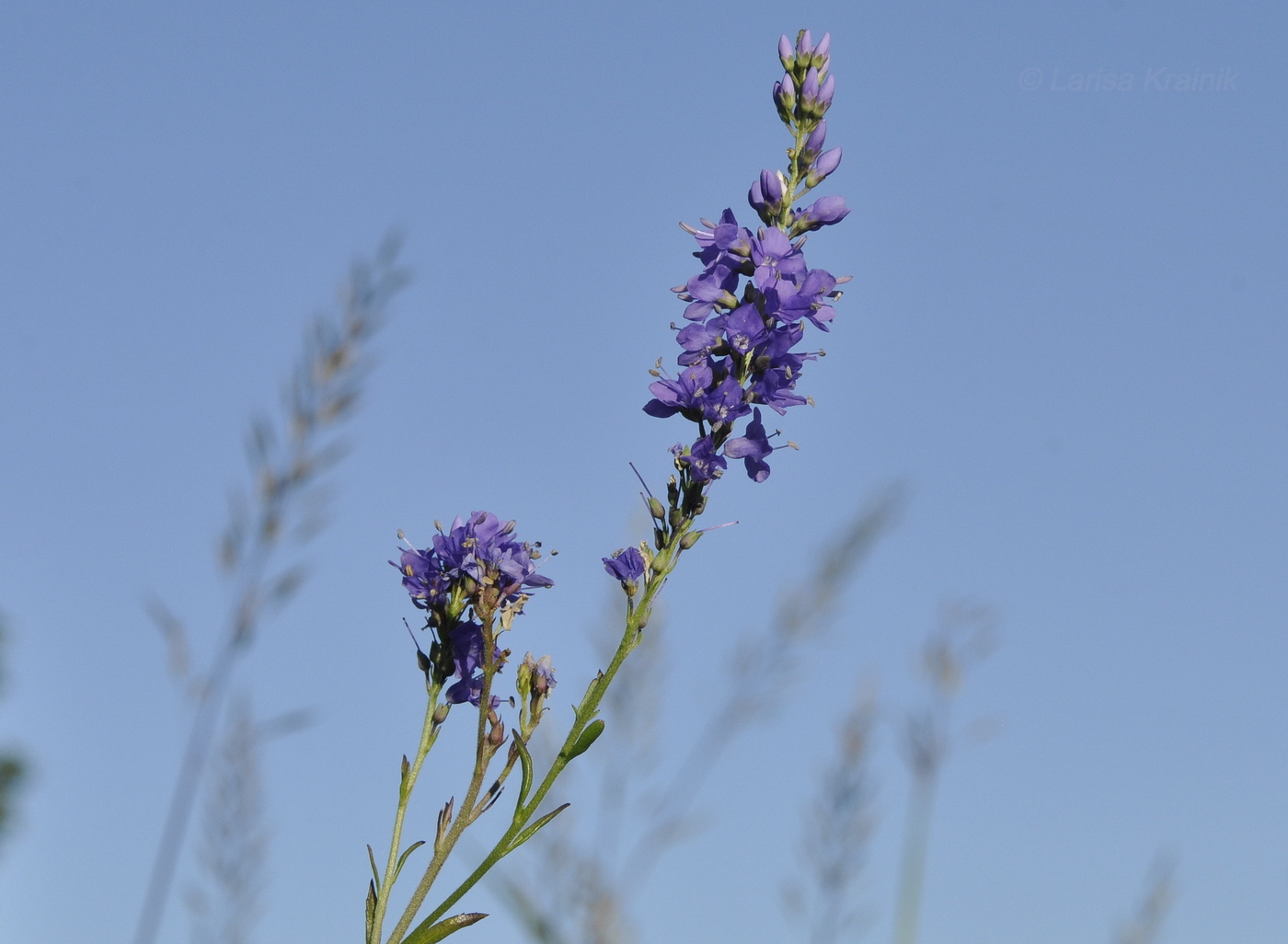 Image of Veronica linariifolia specimen.