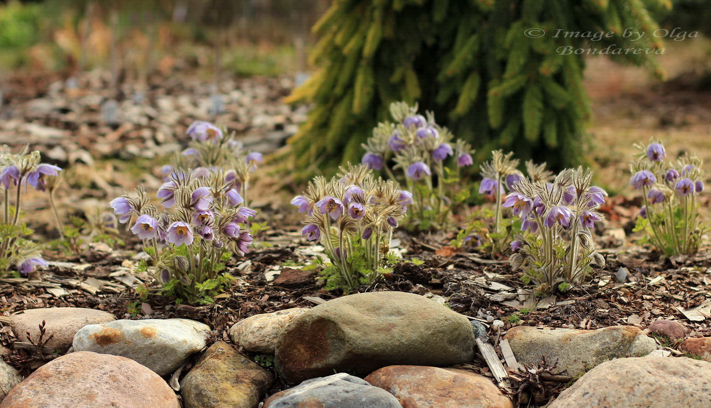 Изображение особи Pulsatilla ajanensis.