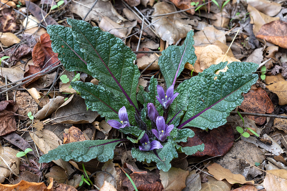 Image of Mandragora officinarum specimen.