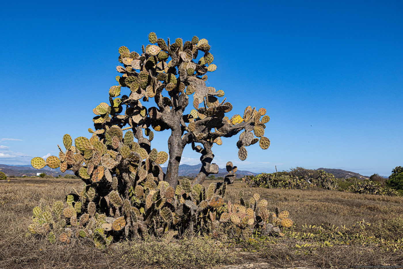 Изображение особи род Opuntia.