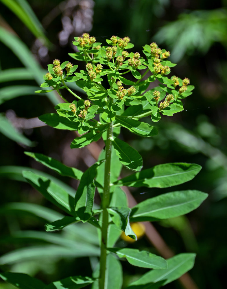 Image of Euphorbia pilosa specimen.