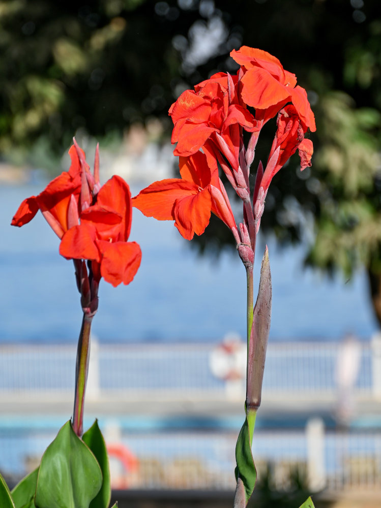 Image of Canna indica specimen.