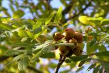 Sorbus domestica