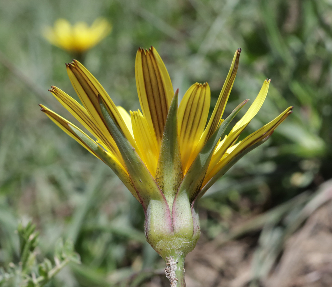 Изображение особи Tragopogon reticulatus.