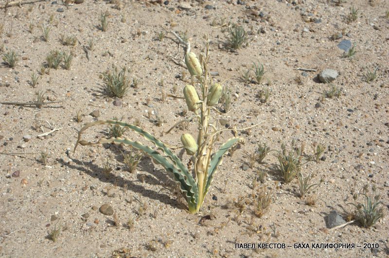 Изображение особи Hesperocallis undulata.