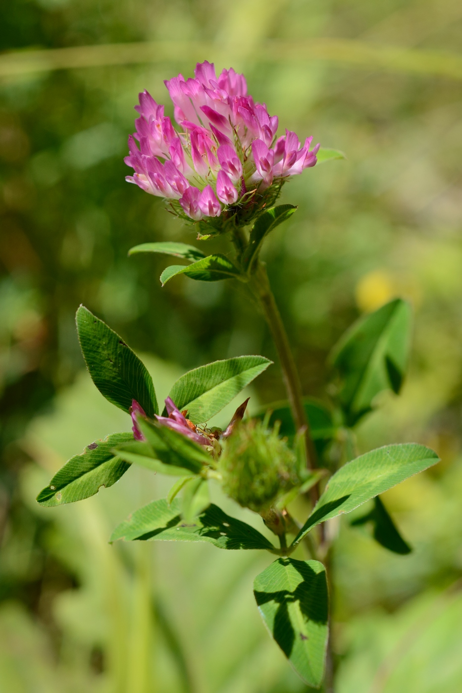 Изображение особи род Trifolium.