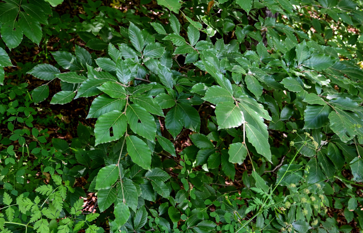 Изображение особи Fagus orientalis.