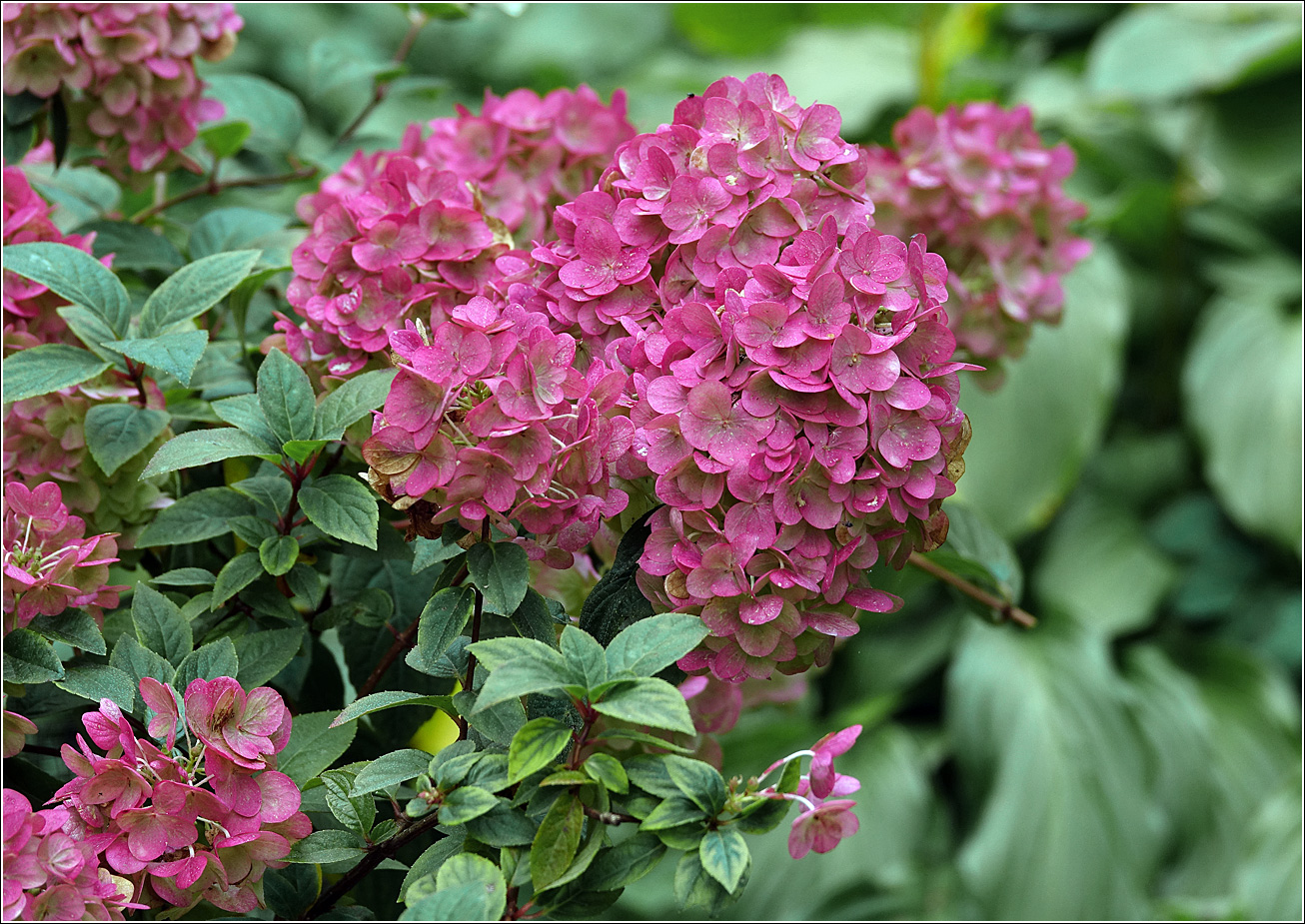 Изображение особи Hydrangea paniculata.