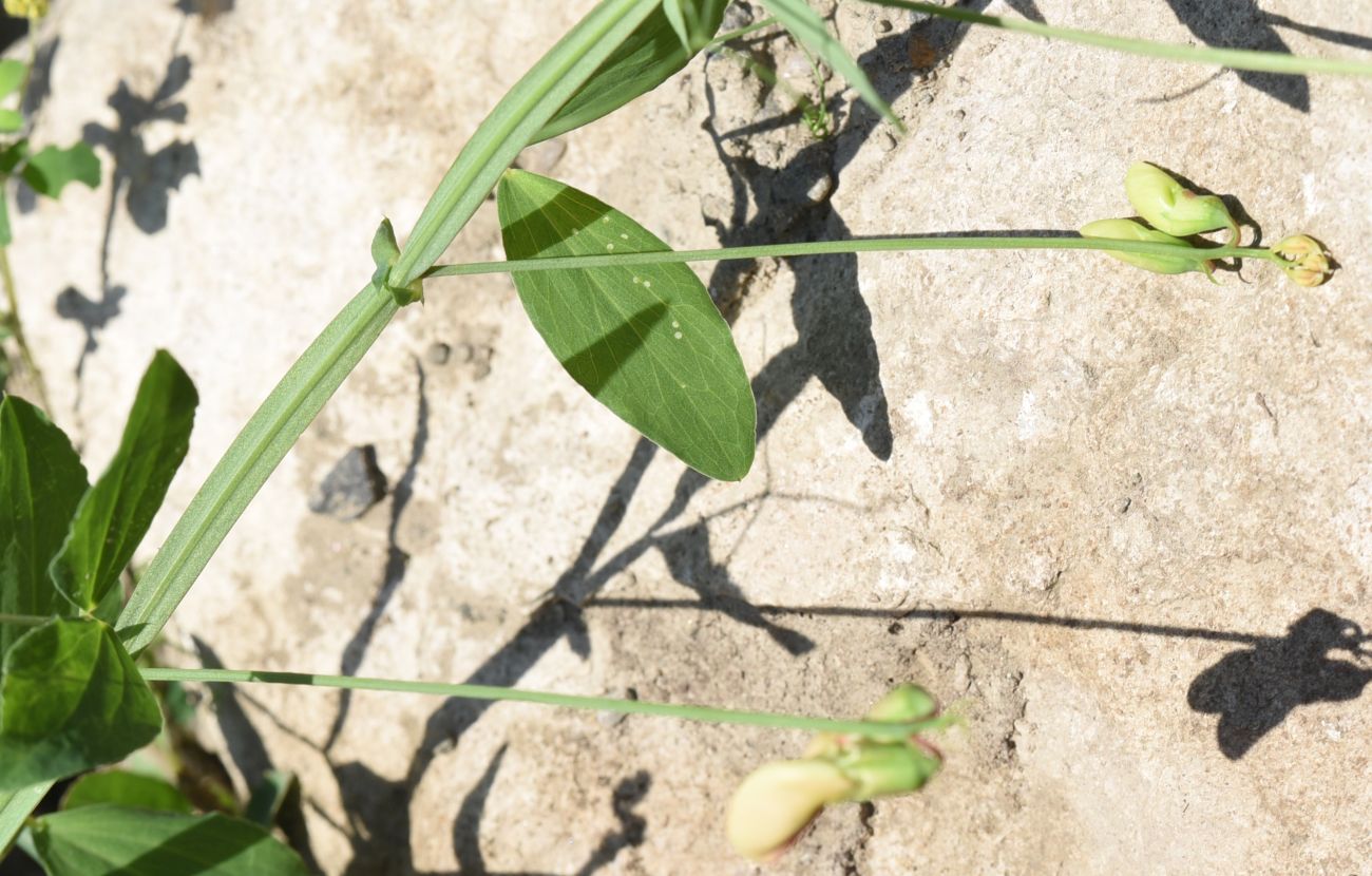 Image of Lathyrus miniatus specimen.