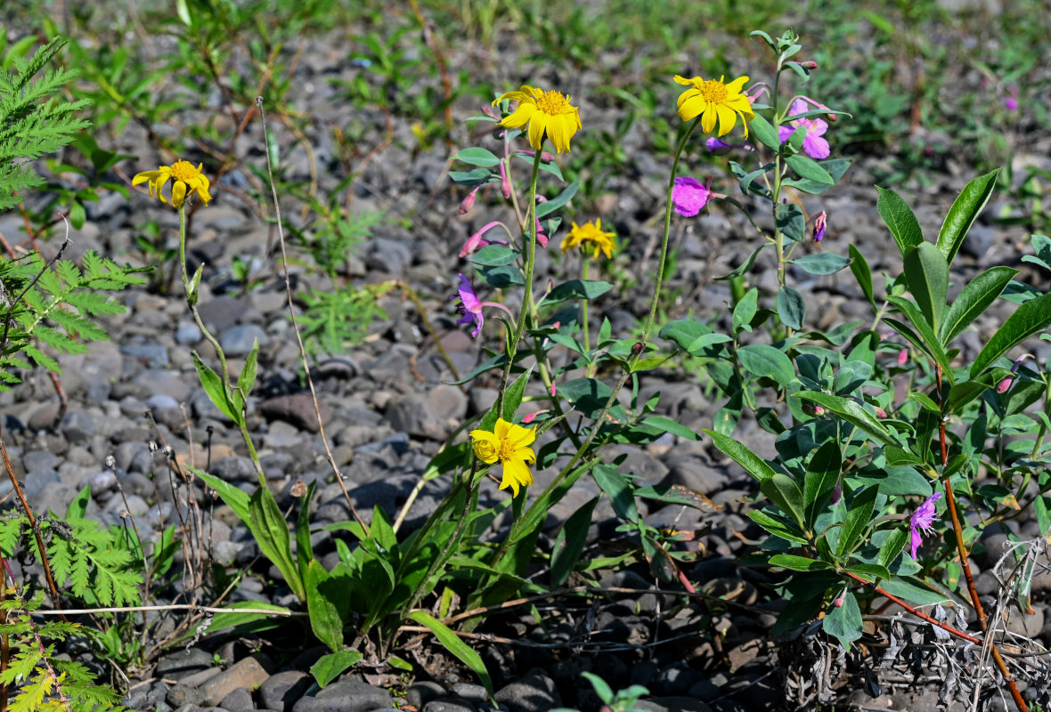 Изображение особи Arnica iljinii.