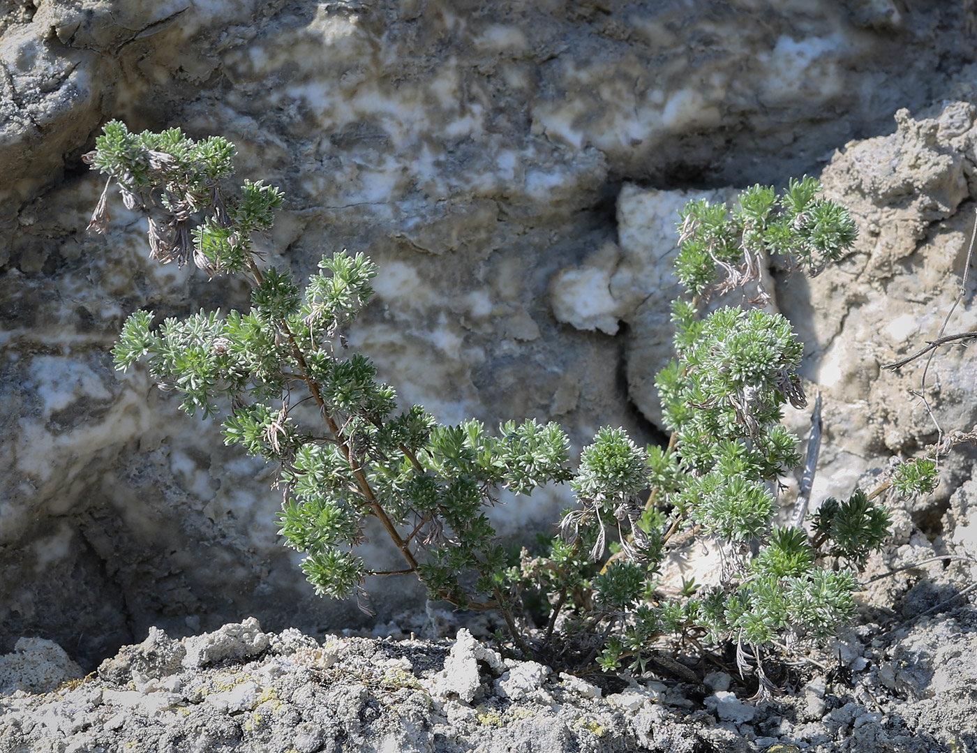 Изображение особи Artemisia frigida.