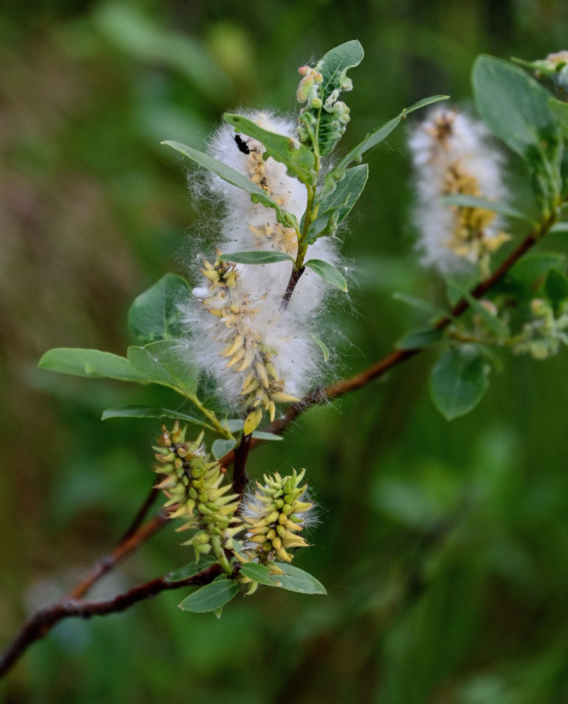 Image of genus Salix specimen.