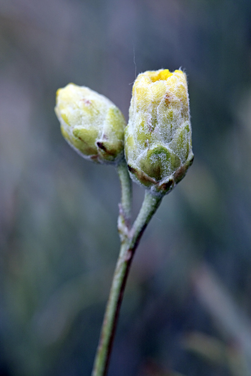 Изображение особи Lepidolopha komarowii.