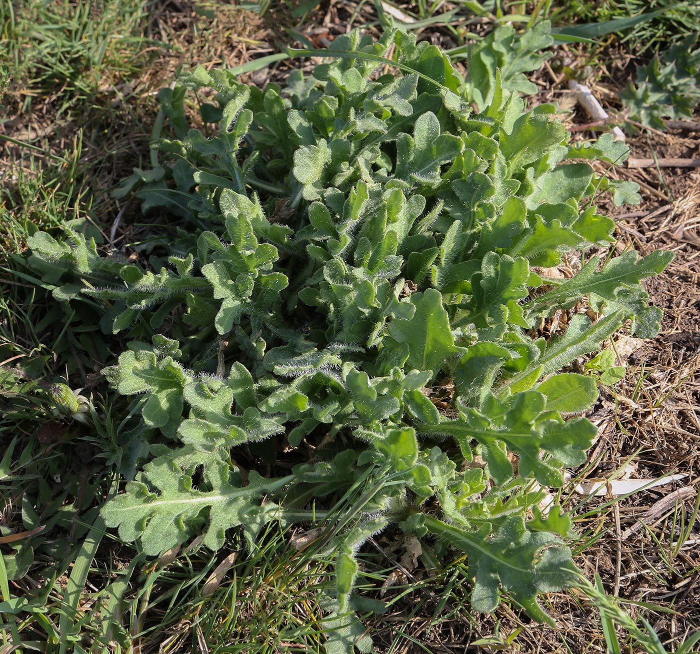 Image of genus Papaver specimen.