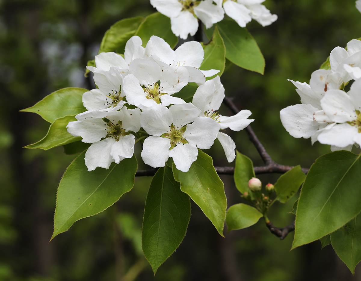 Изображение особи Pyrus ussuriensis.