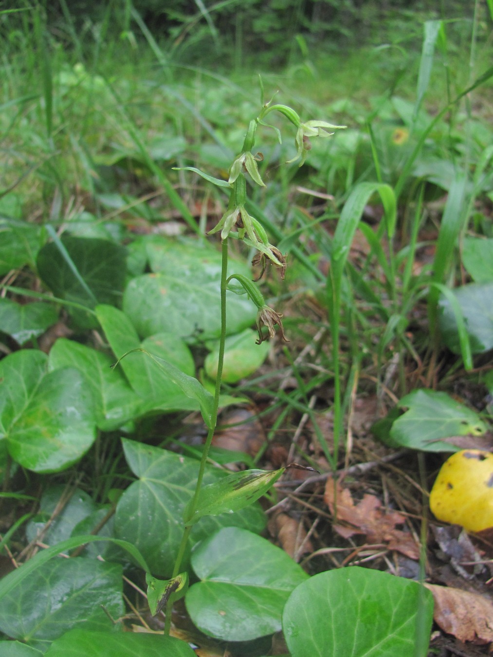 Изображение особи Epipactis persica.