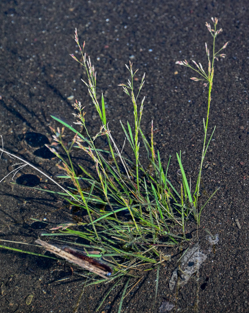 Изображение особи семейство Poaceae.