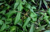 Toxicodendron orientale. Верхушка плодоносящего растения. Курильские о-ва, о-в Итуруп, долина р. Водопадная, опушка широколиственного леса, заросли Sasa. 17.08.2023.