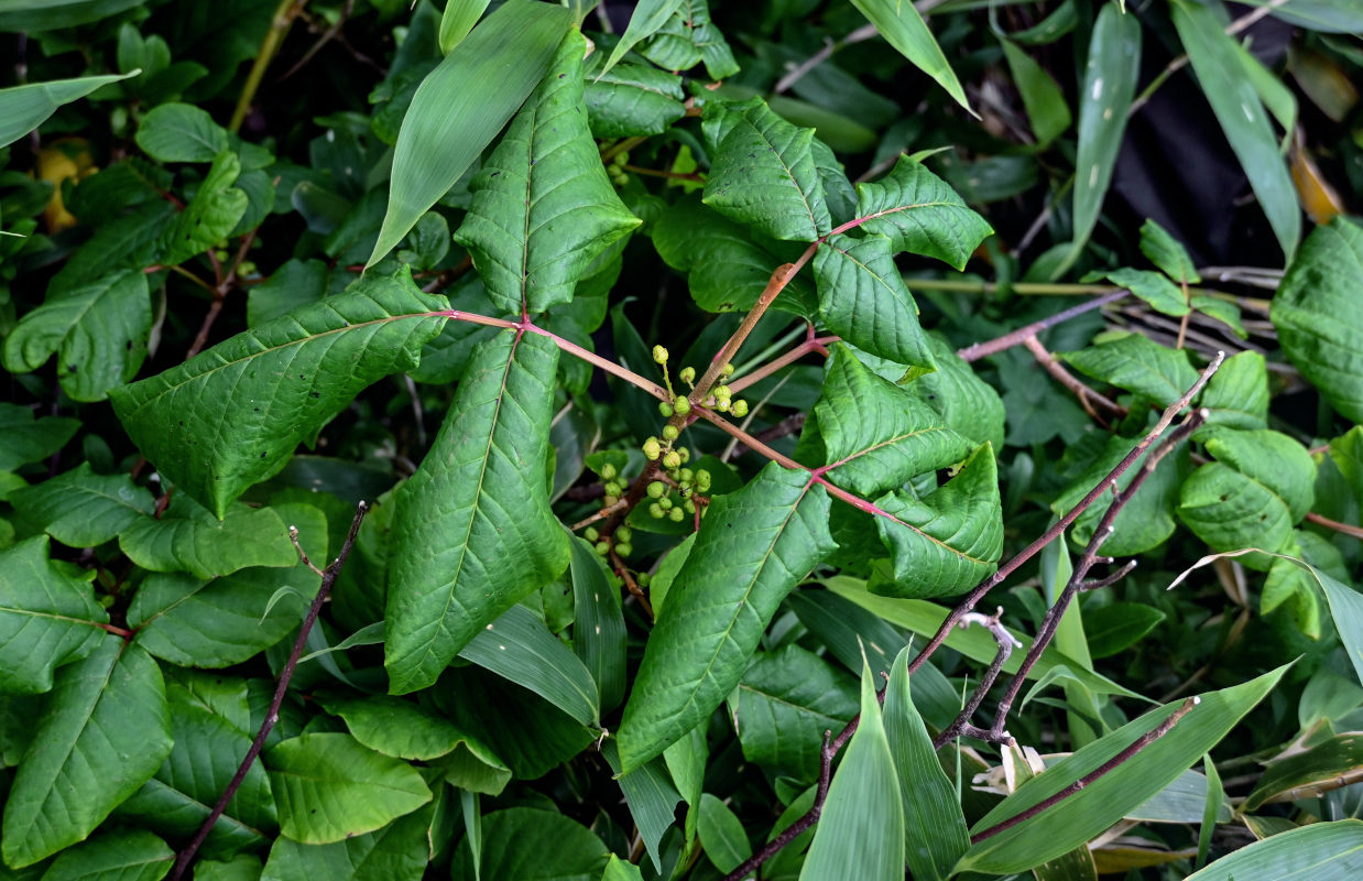 Image of Toxicodendron orientale specimen.