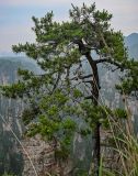 Pinus tabuliformis. Верхняя часть ствола и крона взрослого дерева. Китай, провинция Хунань, национальный парк \"Чжанцзяцзе\", опушка смешанного леса, на краю скалистого обрыва. 07.06.2024.