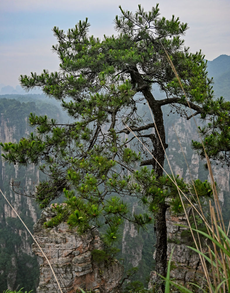 Изображение особи Pinus tabuliformis.