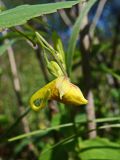 Impatiens noli-tangere. Соцветие с бутонами. Хабаровский край, окр. г. Комсомольск-на-Амуре, дол. руч. Тёплый ключ. 19.08.2024.