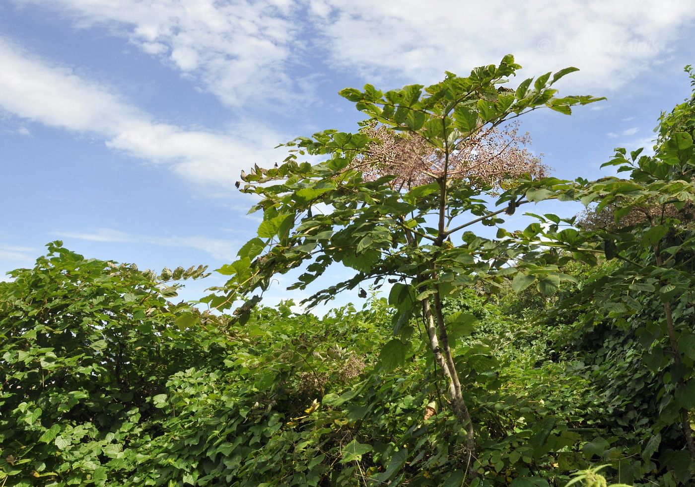 Изображение особи Aralia elata.