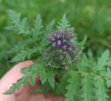 Phacelia tanacetifolia. Соцветие с бутонами. Московская обл., Г.о. Подольск, усадьба Дубровицы, Певческое поле, берег р. Пахра. 13.10.2024.