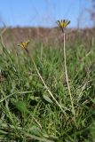 Taraxacum perenne. Цветущие побеги. Крым, Севастополь, Байдарская долина, окр. с. Тыловое, луг, возле ручья. 03.11.2024.