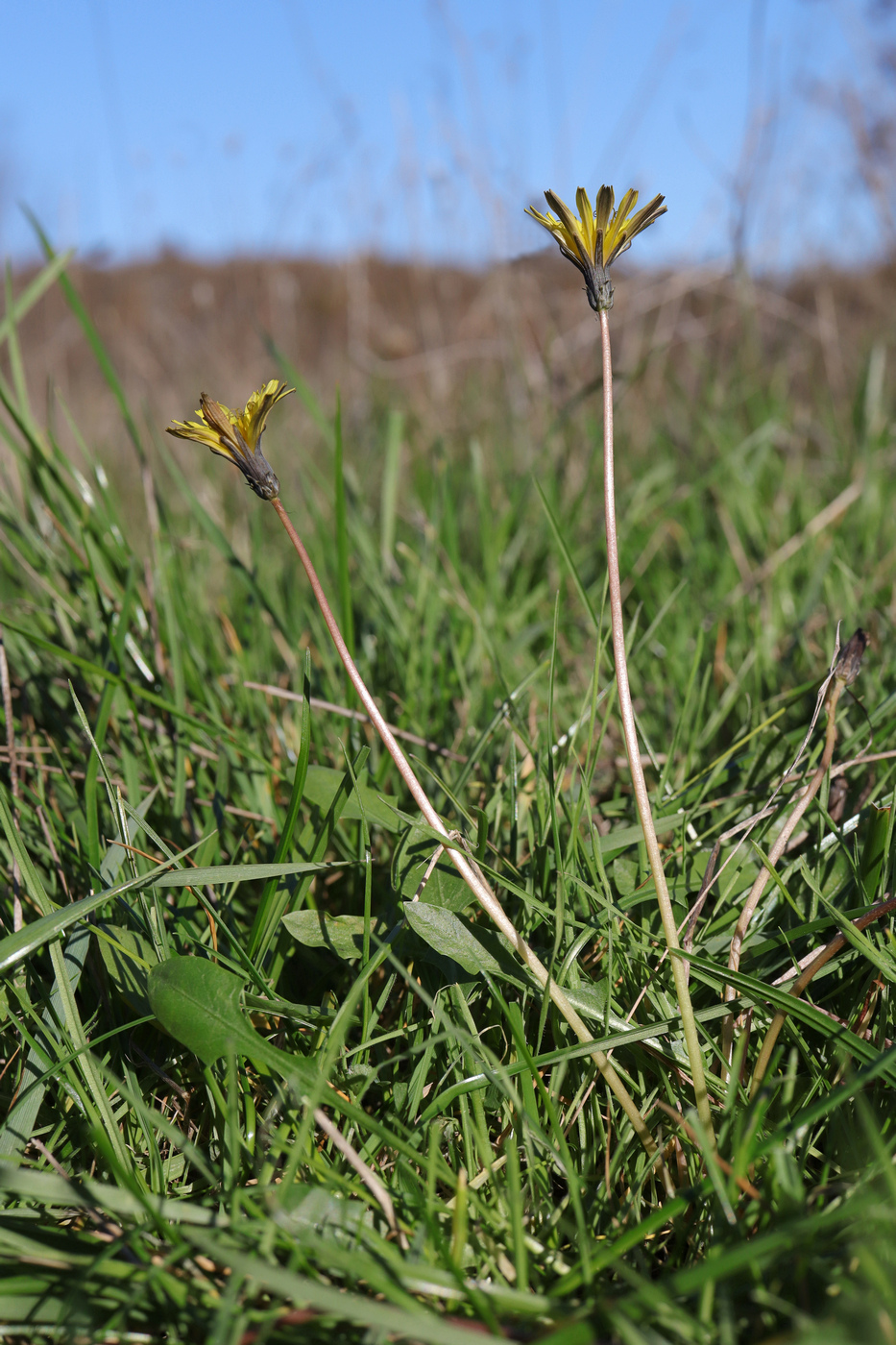 Image of Taraxacum perenne specimen.