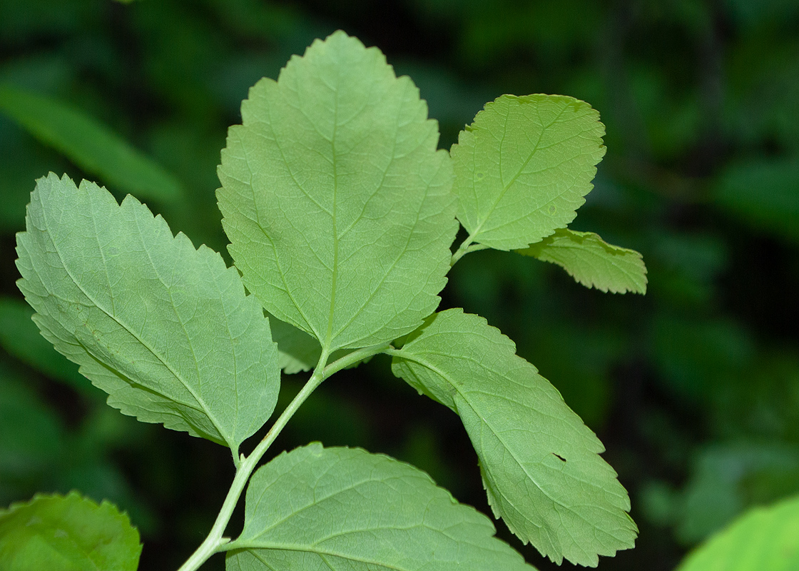 Image of Spiraea beauverdiana specimen.