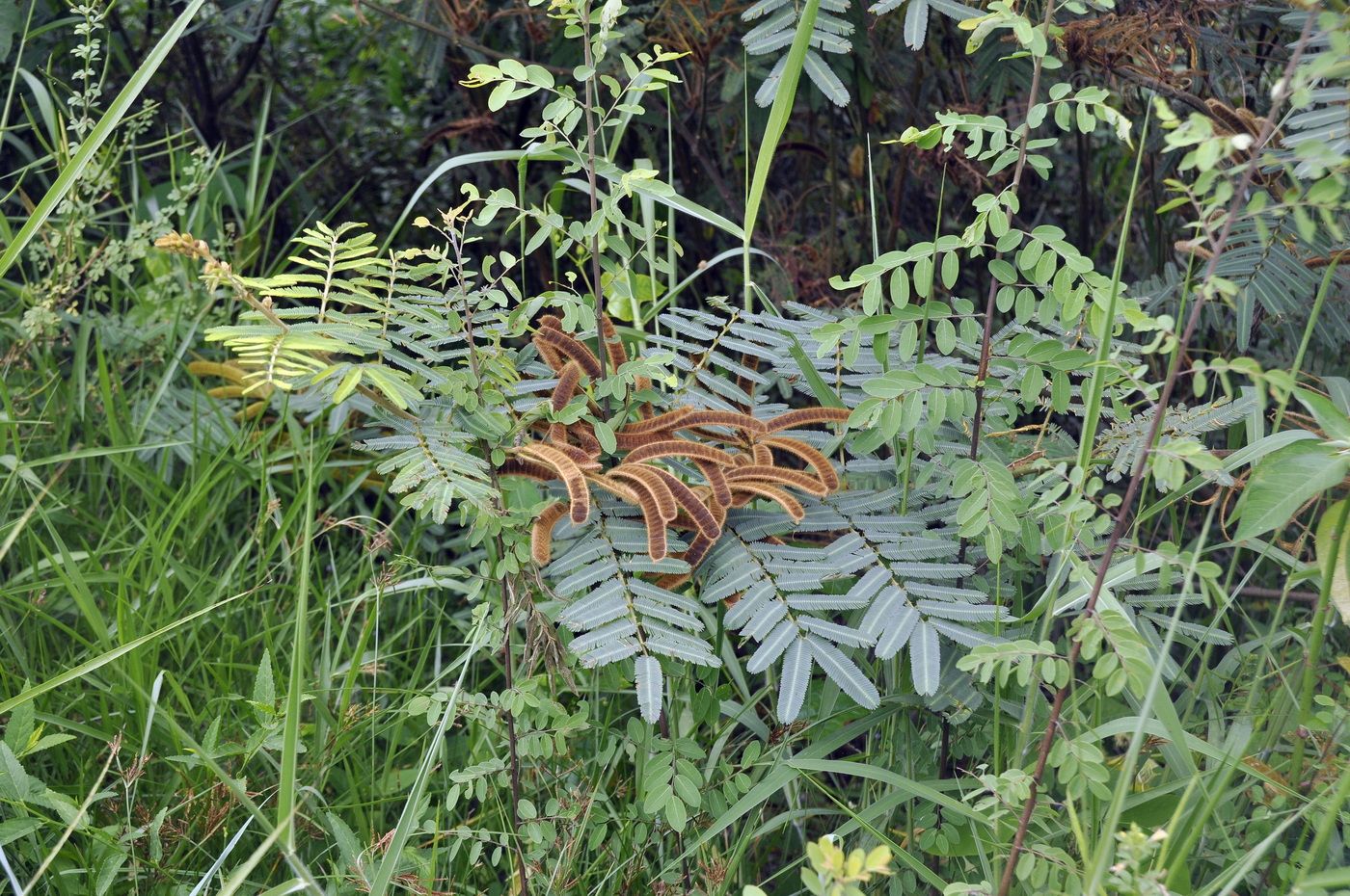 Image of Mimosa pigra specimen.